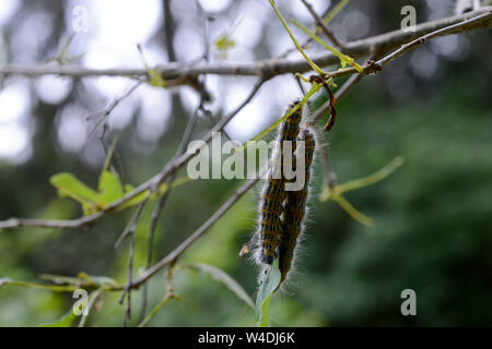 Allemagne, Caterpillar chenille processionnaire du chêne lat. Thaumetopoea processionea est une espèce dont les chenilles peuvent être trouvés dans les forêts de chêne, où ils se nourrissent de feuilles de chêne, causant des dommages importants et leurs poils est nocif pour l'homme / Deutschland, Berlin, des Eichenprozessionsspinner Eichen-Prozessionsspinner Raupe, Thaumetopoea processionea () befaellt Brennhaare eine junge Eiche, der Raupe können beim Menschen und eine andere Allergien auslösen Raupendermatitis Banque D'Images