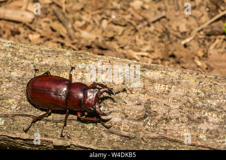 De couleur rouge-brun Stag Beetle Lucanus (capreolus) Banque D'Images