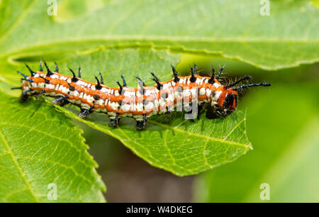 Variegated Fritillary butterfly caterpillar mangeant une feuille de vigne de la Passion Banque D'Images