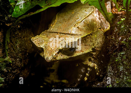 La grenouille cornue bec long / Malayan horned frog / Malayan leaf frog (Megophrys nasuta) originaire de forêts tropicales en Thaïlande, Malaisie, Singapour, Sumatra un Banque D'Images