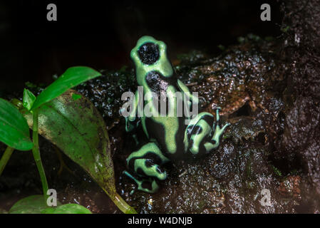 Vert-et-black poison dart frog / vert et noir poison arrow frog (Dendrobates auratus auratus Phyllobates /) originaire d'Amérique centrale et du Sud Banque D'Images