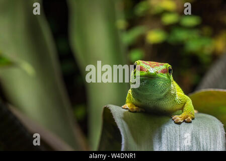 Madagascar (gecko Phelsuma madagascariensis jour madagascariensis), espèce de gecko diurne originaire de Madagascar, Afrique Banque D'Images