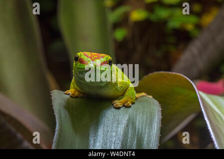 Madagascar (gecko Phelsuma madagascariensis jour madagascariensis), espèce de gecko diurne originaire de Madagascar, Afrique Banque D'Images