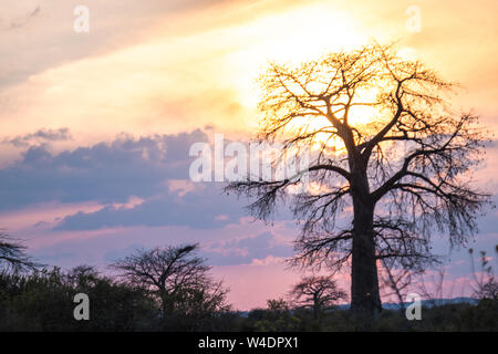 Beau coucher de soleil africain avec une silhouette d'un baobab. Banque D'Images