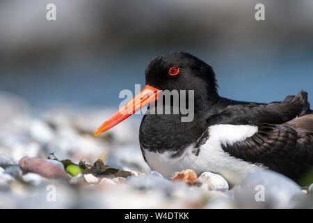 Eurasian oystercatcher (Haematopus ostralegus), se reproduit entre pierres, Helgoland, Schleswig-Holstein, Allemagne Banque D'Images