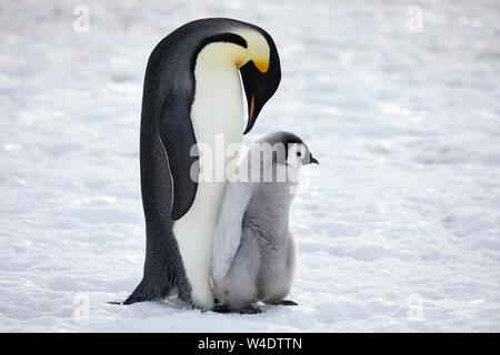 Manchots empereurs (Aptenodytes forsteri), d'un barrage avec les poussins sur la glace, Snow Hill Island, mer de Weddell, l'Antarctique Banque D'Images