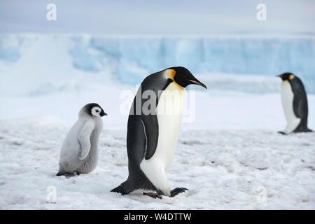 Manchots empereurs (Aptenodytes forsteri), des profils avec des poussins d'exécution sur la glace, Snow Hill Island, mer de Weddell, l'Antarctique Banque D'Images