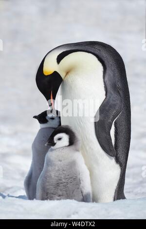 Manchots empereurs (Aptenodytes forsteri), d'un barrage avec les poussins sur la glace, Snow Hill Island, mer de Weddell, l'Antarctique Banque D'Images