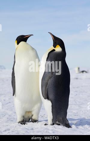 Manchots empereurs (Aptenodytes forsteri), deux adultes dans la glace, Snow Hill Island, mer de Weddell, l'Antarctique Banque D'Images