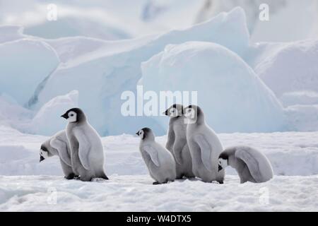 Manchots empereurs (Aptenodytes forsteri), groupe de poussins en face de bleu des blocs de glace, Snow Hill Island, mer de Weddell, l'Antarctique Banque D'Images