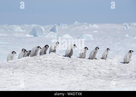 Manchots empereurs (Aptenodytes forsteri), un groupe de poussins d'affilée en mars d'oie, Snow Hill Island, mer de Weddell, l'Antarctique Banque D'Images