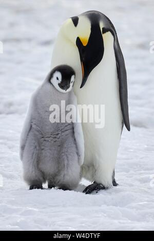 Manchots empereurs (Aptenodytes forsteri), d'un barrage avec les poussins sur la glace, Snow Hill Island, mer de Weddell, l'Antarctique Banque D'Images