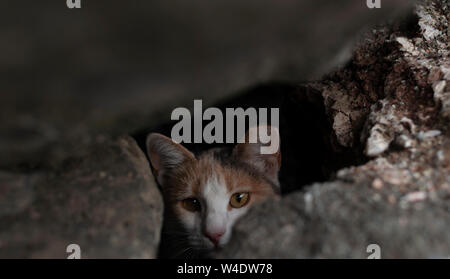 Chaton caché dans les roches stock photo Banque D'Images