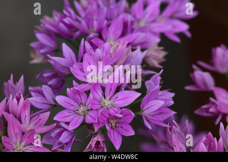 Close up de fleurs roses sur une feuille d'un oignon (Allium unifolium usine) Banque D'Images