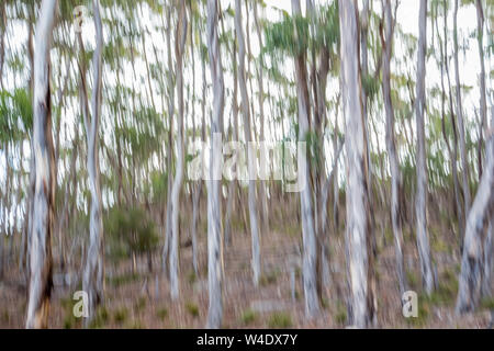 Le panoramique vertical des eucalyptus sur Kangaroo Island, Australie produit des images plaisantes et une palette de couleurs Banque D'Images