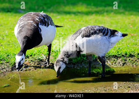 Deux oies de bernache Branta leucopsis oiseaux adultes, et Gosling, boire d'une flaque. Helsinki, Finlande. Banque D'Images