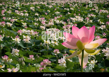 Aka Nelumbo nucifera lotus sacré ou indien. Fleur Rose. Banque D'Images