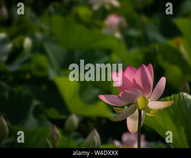 Aka Nelumbo nucifera lotus sacré ou indien. Fleur Rose contre l'arrière-plan flou flou artistique pour copyspace. Banque D'Images