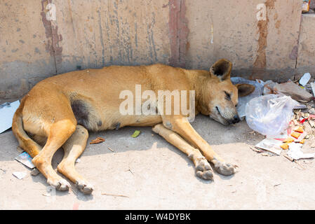 Chien sans-abri dormant dans l'Inde Banque D'Images