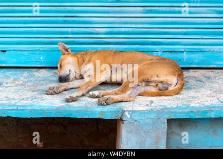 Chien sans-abri dormant dans l'Inde Banque D'Images