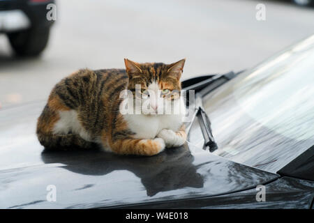 Une rue de couleur cat tente de se réchauffer sur un capot de voiture. Banque D'Images