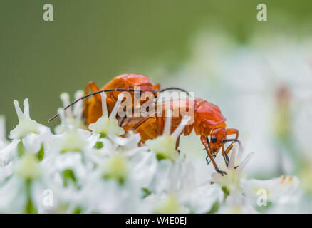 Paire de Rhagonycha fulva (Commun soldat Rouge de coléoptères, Bloodsucker & corrections stupides Berce du Caucase Beetle) l'accouplement en été dans le West Sussex, Angleterre, Royaume-Uni. Banque D'Images