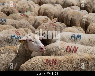 Moutons européennes, méditerranéennes, troupeau, l'un regardant la caméra. La production de viande et de lait, l'agriculture rurale. L'Italie. Banque D'Images