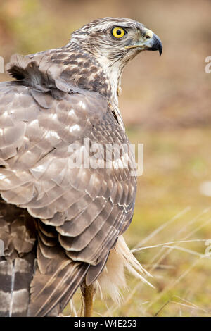 Close-up Young, de l'Autour des palombes. Accipiter gentilis. Espagne Banque D'Images