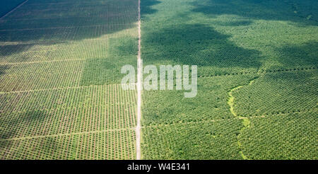 Une grande plantation de palmier à huile créé à partir de l'abattage des forêts tropicales au sud de Honiara sur Guadalcanal, dans les Îles Salomon, Pacifique Sud Banque D'Images