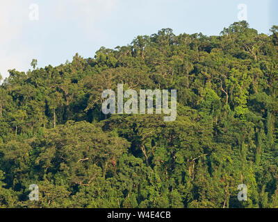 La forêt tropicale primaire près de Makira Nara (San Cristobal) Solomon Islands South Pacific Banque D'Images