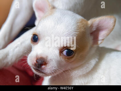 Un jeune Chihuahua chiot mignon face à jusqu'à l'appareil photo Banque D'Images