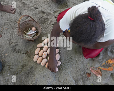 Savo Torres avec des oeufs de Megapode Mélanésien Megapodius eremita récoltée au site de nidification, l'île de Savo, Îles Salomon, Pacifique Sud Banque D'Images