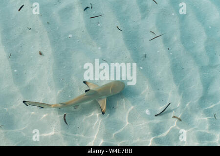 Bébé requin dans l'eau peu profonde et transparente en îles Maldives Banque D'Images