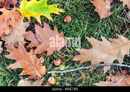 Feuilles de chêne et glands tombés sur l'herbe verte dans le parc de la ville ou la forêt au début de la saison d'automne. Beau bakground d'automne naturel lumineux Banque D'Images