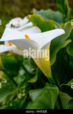 Calla Lilly Valley dans le long de Big Sur California coast Banque D'Images