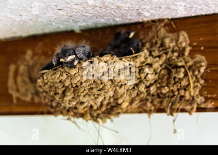 Groupe de poussins d'hirondelles, Hirundo rustica, l'intérieur de leur nid fait de boue, en attente de leur mère. Banque D'Images