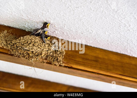 Nichent sur le toit d'une maison d'hirondelles, Hirundo rustica, avec les poussins pour demander de la nourriture pour leur mère. Banque D'Images