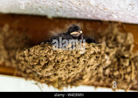 Groupe de poussins d'hirondelles, Hirundo rustica, l'intérieur de leur nid fait de boue, en attente de leur mère. Banque D'Images