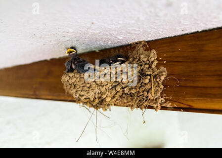 Groupe de poussins d'hirondelles, Hirundo rustica, l'intérieur de leur nid fait de boue, en attente de leur mère. Banque D'Images