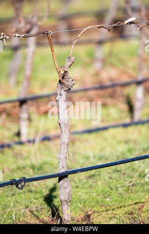 Ces vignes ont eu leur pruneau d'hiver et sont liés prêt pour la prochaine récolte de raisins dans un vignoble dans la région de Canterbury, Nouvelle-Zélande Banque D'Images