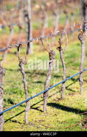 Ces vignes ont eu leur pruneau d'hiver et sont liés prêt pour la prochaine récolte de raisins dans un vignoble dans la région de Canterbury, Nouvelle-Zélande Banque D'Images