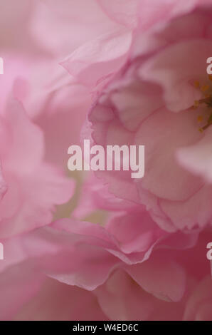 Rose belle la saison du printemps est sur nous que des jardins botaniques à travers le monde en pleine floraison et ces cerisiers en fleurs sont de la couleur de l'amour. Banque D'Images