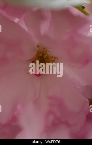 Rose belle la saison du printemps est sur nous que des jardins botaniques à travers le monde en pleine floraison et ces cerisiers en fleurs sont de la couleur de l'amour. Banque D'Images