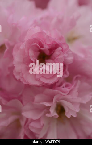 Rose belle la saison du printemps est sur nous que des jardins botaniques à travers le monde en pleine floraison et ces cerisiers en fleurs sont de la couleur de l'amour. Banque D'Images