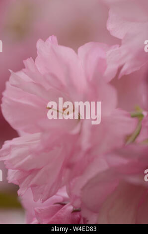 Rose belle la saison du printemps est sur nous que des jardins botaniques à travers le monde en pleine floraison et ces cerisiers en fleurs sont de la couleur de l'amour. Banque D'Images