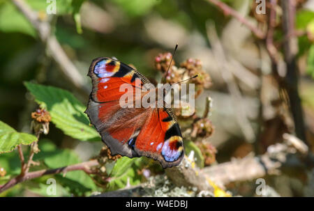 Un papillon paon, aglais io, reposant sur la végétation en bois avec des mûres non affinés dans le contexte en soleil sur la côte du comté de Down. Banque D'Images