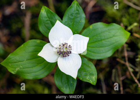 Dogwod rampante (Cornus canadensis) sur le sentier à Lupin Fallls - Parc provincial Strathcona, près de Campbell River, Vancouver Island, British Columbia, Ca Banque D'Images