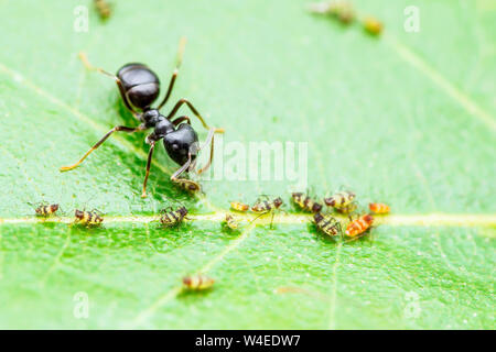 Colonie de pucerons et fourmis sur feuille verte Banque D'Images