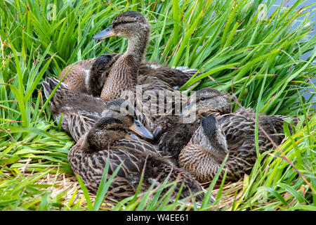 Des canetons de canards colverts (Anas platyrhynchos) - le parc Beacon Hill - Victoria, île de Vancouver, Colombie-Britannique, Canada Banque D'Images