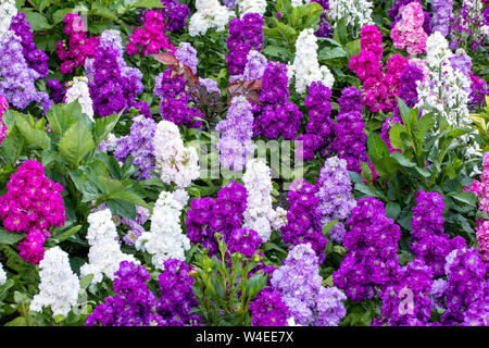 Le delphinium ou pied d'alouette (profondeur de champ) à Butchart Gardens - Brentwood Bay, près de Victoria, île de Vancouver, Colombie-Britannique, Canada Banque D'Images